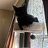 black_cat, cat_tree, indoor, window, curtains, sheer_curtains, drapes, sunlight, silhouette, pet, feline, resting, cozy, home, animal, shadow, soft_light, relaxation, furniture, domestic