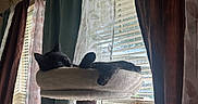 Sweetie-Pye is registered to the contest to win money with this photo: animal, black_cat, blinds, cat, cat_perch, cozy, curtains, daylight, feline, hanging_toy, home, indoor, pet, quiet, relaxation, resting, sleeping, soft, sunlight, window