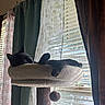 Sweetie-Pye is registered to the contest to win money with this photo: cat, black_cat, sleeping, cat_perch, window, curtains, blinds, daylight, indoor, pet, cozy, resting, feline, soft, home, relaxation, animal, quiet, sunlight, hanging_toy