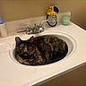 cat, tortoiseshell_cat, sink, bathroom, countertop, faucet, soap_dispenser, cup, toilet, household_item, pet, animal, fur, domestic_cat, resting, indoor, curious, still_life, cleaning_tool, personal_care