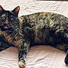 animal, bed, cat, closeup, curious, domestic_cat, ears, feline, fur, indoor, looking_at_camera, lying_down, paws, pet, pink, relaxed, resting, sheet, tortoiseshell, whiskers