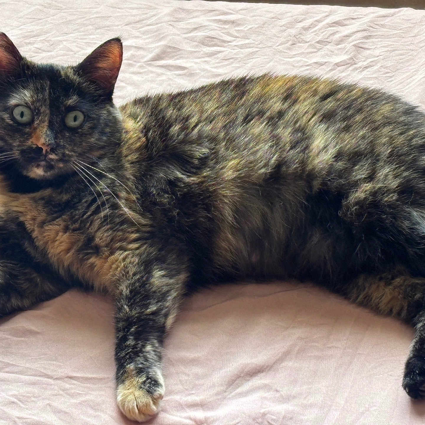 Honey is registered to the contest to win money with this photo: cat, tortoiseshell, lying_down, fur, pet, animal, whiskers, ears, paws, bed, sheet, pink, relaxed, indoor, looking_at_camera, curious, feline, domestic_cat, resting, closeup