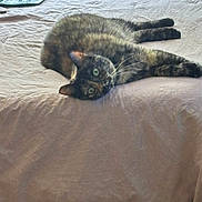 Honey joined the competition — help win amazing prizes! animal, bed, bedspread, cat, cozy, curious, domestic, ears, feline, fur, green_eyes, household, indoor, laying_down, pet, resting, tortoiseshell, tray, whiskers, wooden_floor