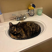 Honey joined the competition — help win amazing prizes! animal, bathroom, cat, countertop, cup, curious, domestic_cat, faucet, fur, household, indoor, lint_roller, looking, pet, resting, sink, soap_dispenser, toilet, tortoiseshell_cat, wall