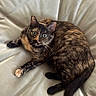 Honey is registered to the contest to win money with this photo: animal, cat, close_up, curious, cute, domestic_cat, ears, feline, four_legs, fur, green_eyes, indoor, looking_up, pet, relaxed, resting, soft_surface, tail, tortoiseshell, whiskers