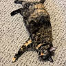 cat, tortoiseshell_cat, pet, animal, feline, carpet, indoor, laying_down, stretching, fur, green_eyes, whiskers, relaxed, domestic_cat, cute, cozy, pattern, texture, close_up, floor