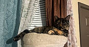 Honey is registered to the contest to win money with this photo: animal, beige, black, brown, cat, cat_perch, cozy, curtains, domestic_cat, feline, fur, home_interior, indoor, pet, relaxed, resting, soft_lighting, tortoiseshell_cat, window, window_blind
