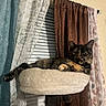 animal, beige, black, brown, cat, cat_perch, cozy, curtains, domestic_cat, feline, fur, home_interior, indoor, pet, relaxed, resting, soft_lighting, tortoiseshell_cat, window, window_blind