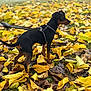 Artemis a rejoint le concours — aidez-le/la à gagner de superbes lots ! dog, leash, autumn_leaves, yellow_leaves, brown_leaves, outdoor, pet, canine, nature, fall, seasonal, grass, walking, alert, young_dog, park, daytime, animal, small_dog, standing