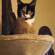Gigi participe au concours pour gagner de l'argent avec cette photo : aegean_cat, american_wirehair, asian, carnivore, cat, domestic_short_haired_cat, felidae, german_rex, small_to_medium_sized_cats, whiskers
