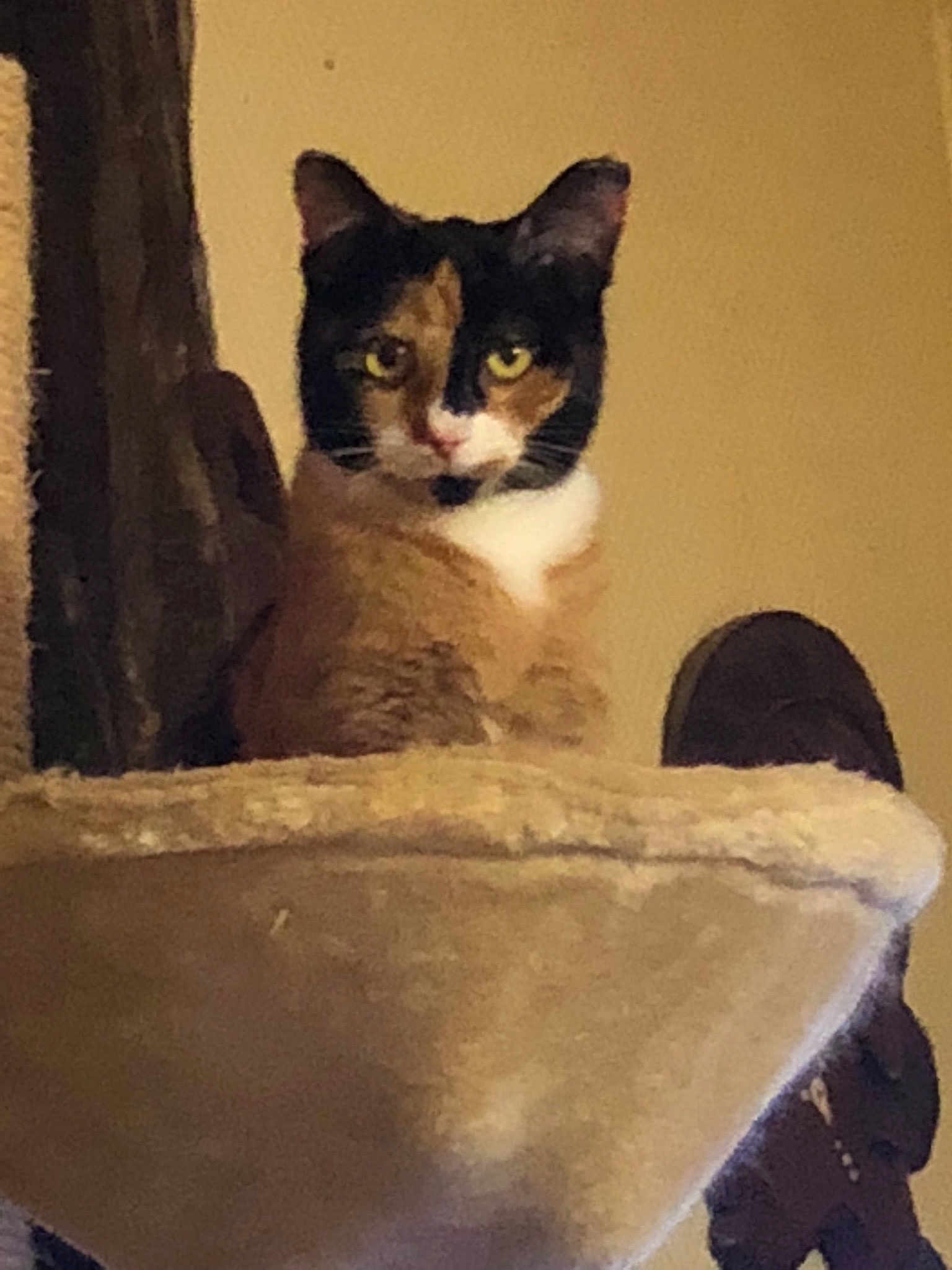 Gigi