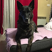 Croquette participe au concours pour gagner de l'argent avec cette photo : black_norwegian_elkhound, canidae, carnivore, dog, dog_breed, dutch_shepherd_dog, formosan_mountain_dog, kai_ken, mammal, rare_breed_dog, schipperke, vertebrate