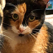 Gigi a rejoint le concours — aidez-le/la à gagner de superbes lots ! aegean_cat, american_wirehair, asian, carnivore, cat, domestic_short_haired_cat, european_shorthair, felidae, german_rex, kitten, mammal, oriental_longhair, small_to_medium_sized_cats, snout, tabby_cat, vertebrate, whiskers