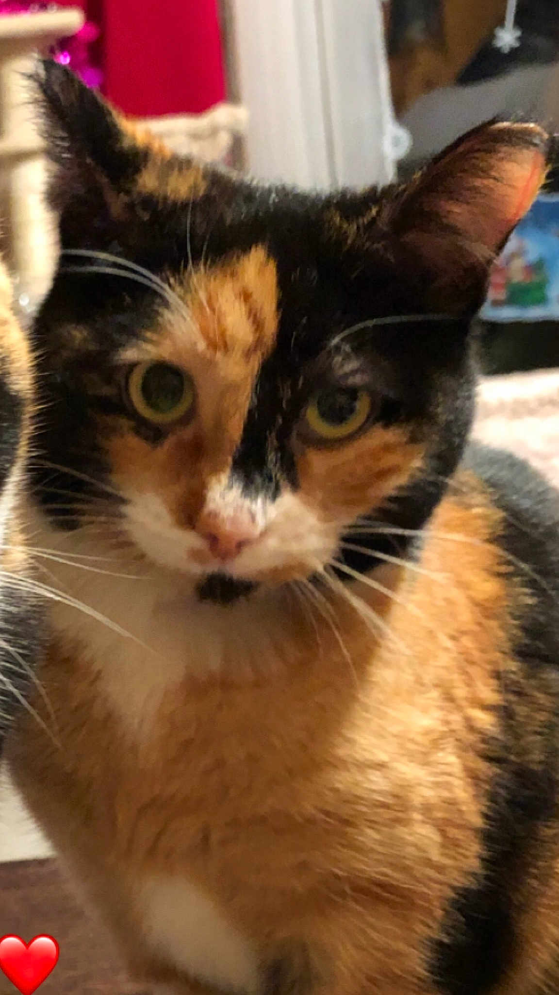 Gigi
