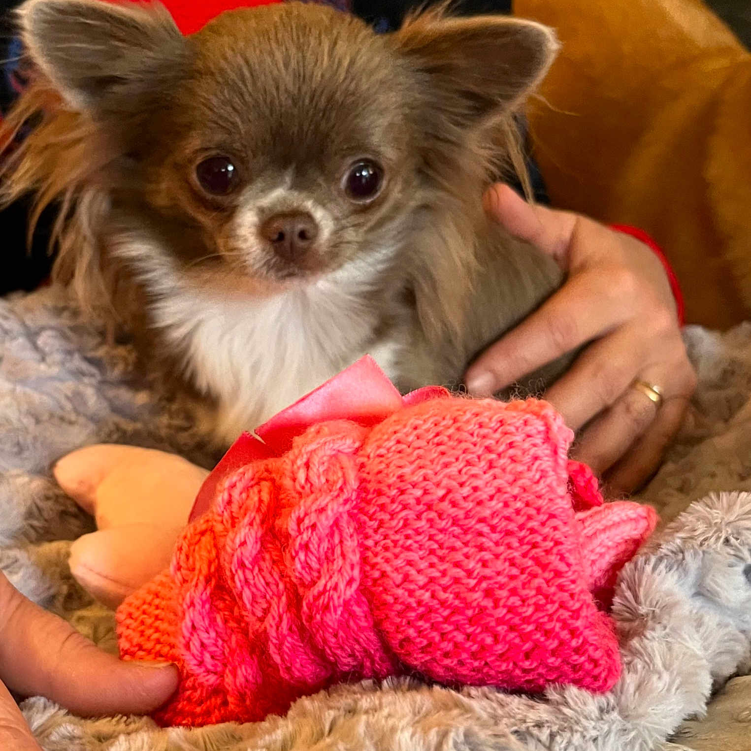 Paillette Alias Papaillou