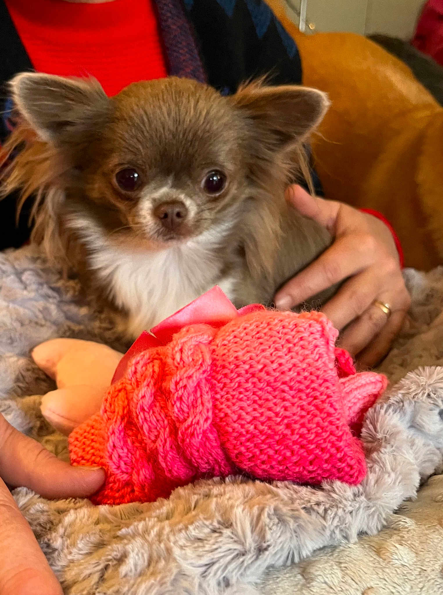 Paillette Alias Papaillou