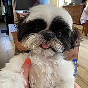 Aldo a rejoint le concours — aidez-le/la à gagner de superbes lots ! dog, puppy, fluffy, black_and_white, tongue_out, indoor, living_room, hand, orange_nail_polish, cute, pet, fur, small_dog, face, closeup, animal, adorable, domestic_animal, canine, companion