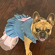 Nova joined the competition — help win amazing prizes! dog, french_bulldog, pet, animal, costume, dress, tutu, blue, pink, floor, wooden_floor, cute, smiling, indoor, portrait, small_dog, ears, face, paw, fur