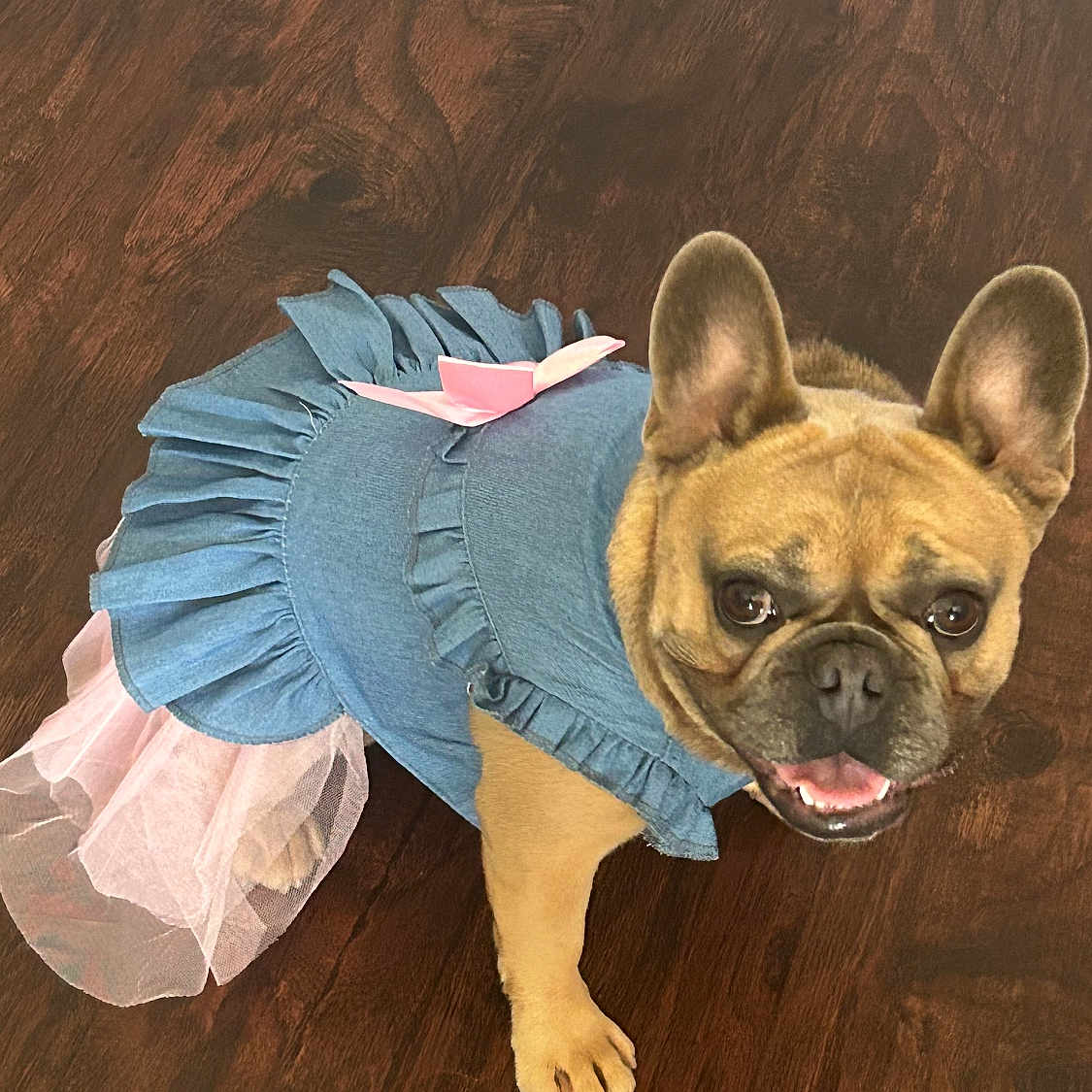 Nova joined the competition — help win amazing prizes! animal, blue, costume, cute, dog, dress, ears, face, floor, french_bulldog, fur, indoor, paw, pet, pink, portrait, small_dog, smiling, tutu, wooden_floor