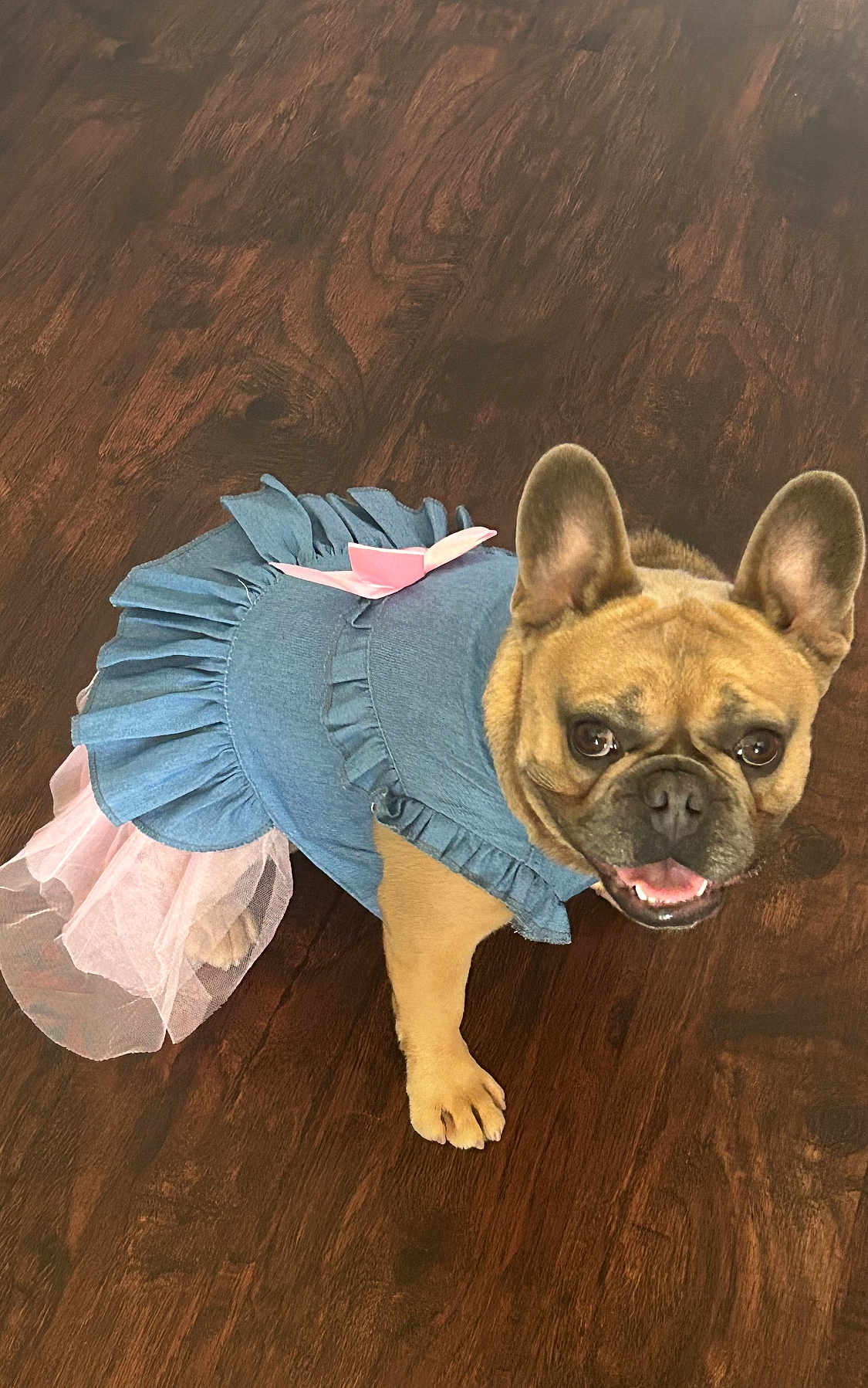 Nova joined the competition — help win amazing prizes! dog, french_bulldog, pet, animal, costume, dress, tutu, blue, pink, floor, wooden_floor, cute, smiling, indoor, portrait, small_dog, ears, face, paw, fur