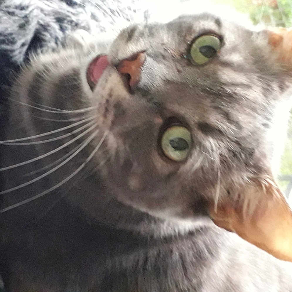 Chatolito