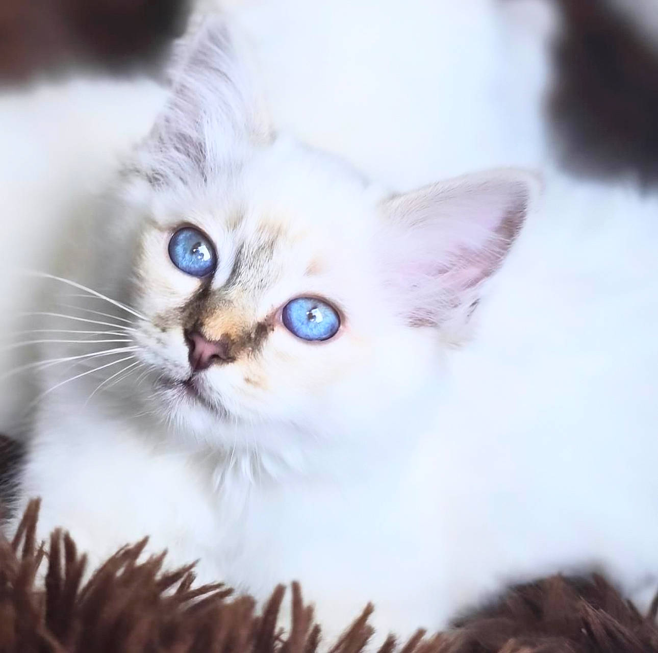 Vaïana a rejoint le concours — aidez-le/la à gagner de superbes lots ! british_longhair, carnivore, cat, claw, felidae, fur, paw, plant, small_to_medium_sized_cats, snout, snow, terrestrial_animal, whiskers