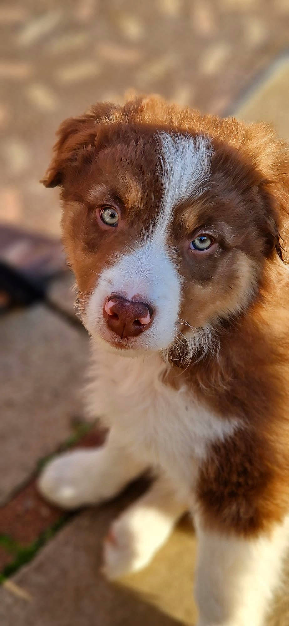 Buster is registered to the contest to win money with this photo: ancient_dog_breeds, australian_collie, australian_shepherd, border_collie, canidae, carnivore, companion_dog, dog, dog_breed, fur, gun_dog, herding_dog, liver, sporting_group, terrestrial_animal, whiskers, working_animal, working_dog