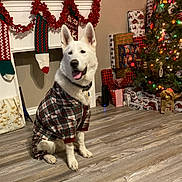 Buddy joined the competition — help win amazing prizes! celebration, christmas_lights, christmas_tree, cozy, decorations, dog, festive, fireplace, garland, happy, holiday, holiday_decor, indoor, pet, plaid_pajamas, smiling_dog, stockings, white_dog, wooden_floor, wrapped_presents