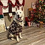 celebration, christmas_lights, christmas_tree, cozy, decorations, dog, festive, fireplace, garland, happy, holiday, holiday_decor, indoor, pet, plaid_pajamas, smiling_dog, stockings, white_dog, wooden_floor, wrapped_presents