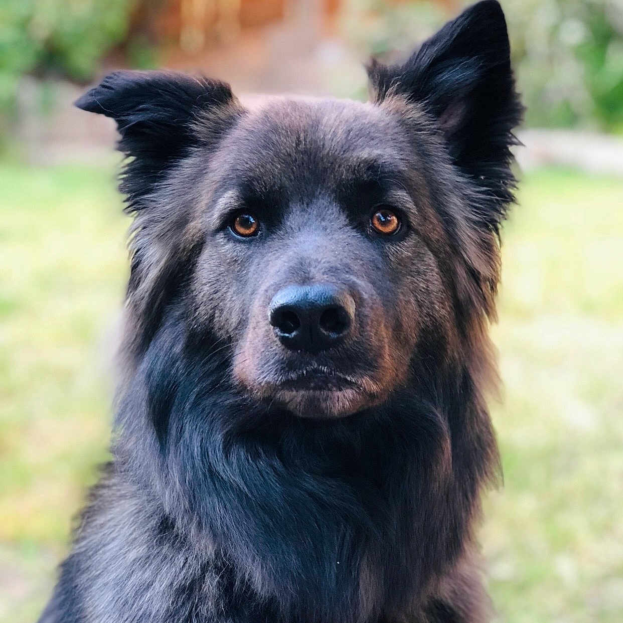 Kole