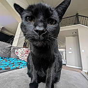 Buddy is registered to the contest to win money with this photo: animal, black_cat, blanket, cat, close_up, couch, curious, domestic_cat, ears, face, feline, furniture, home_interior, house, indoor, living_room, pet, portrait, soft_fabric, whiskers