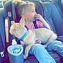 animal, canine, car, car_interior, carseat, clothing, cushion, dog, face, head, homedecor, pants, person, pet, photography, portrait, puppy, sitting, transportation, vehicle