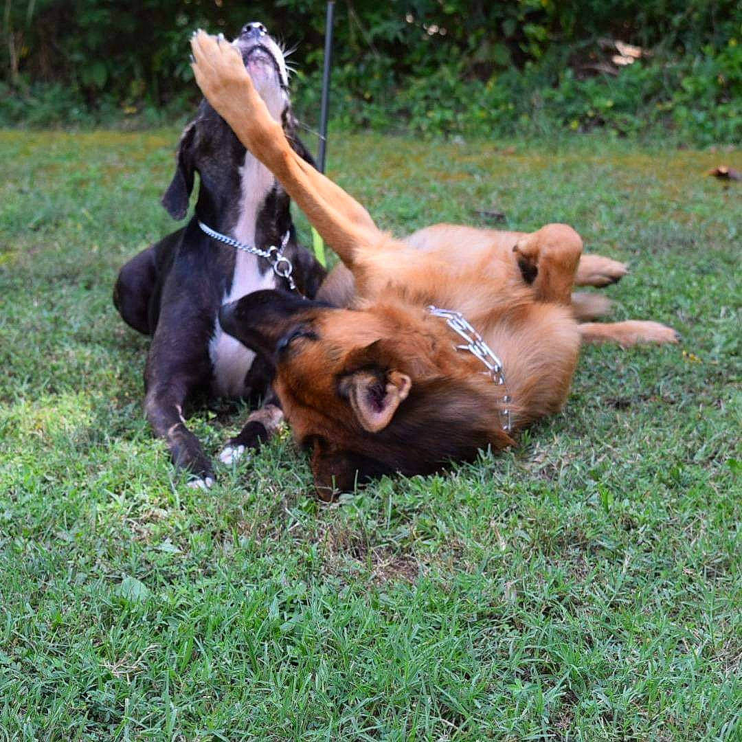 Jäeger is registered to the contest to win money with this photo: canidae, carnivore, dog, dog_breed, fawn, mammal, sporting_group, vertebrate