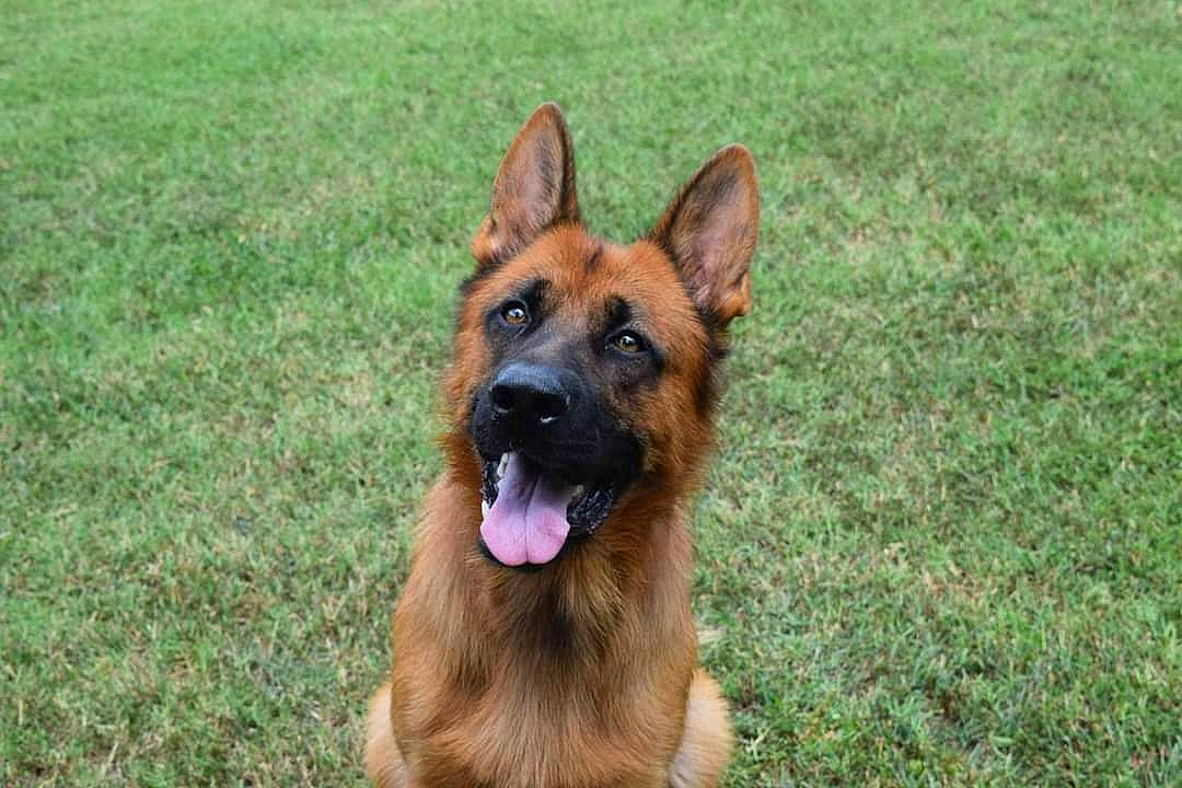 Jäeger joined the competition — help win amazing prizes! belgian_shepherd, belgian_shepherd_malinois, canidae, carnivore, dog, dog_breed, east_european_shepherd, german_shepherd_dog, grass, king_shepherd, kunming_wolfdog, mammal, old_german_shepherd_dog, police_dog, rare_breed_dog, shiloh_shepherd_dog, snout, tervuren, vertebrate, working_dog