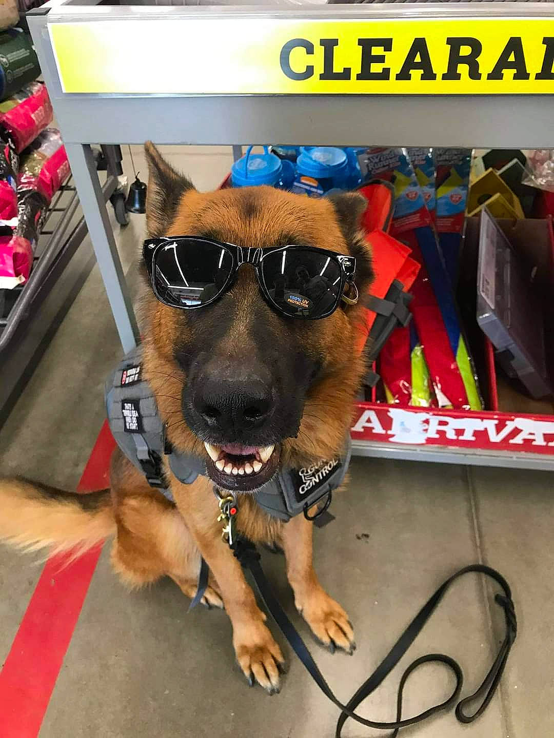 Jäeger joined the competition — help win amazing prizes! canidae, carnivore, dog, dog_breed, eyewear, fawn, german_shepherd_dog, glasses, king_shepherd, photography, police_dog, snout, sunglasses, working_dog