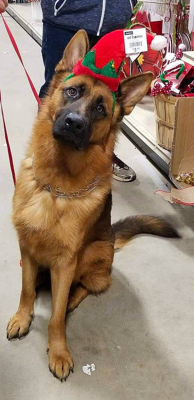 Jäeger is registered to the contest to win money with this photo: ancient_dog_breeds, canidae, carnivore, companion_dog, dog, dog_breed, east_european_shepherd, fawn, german_shepherd_dog, king_shepherd, kunming_wolfdog, mammal, old_german_shepherd_dog, police_dog, rare_breed_dog, shiloh_shepherd_dog, snout, vertebrate, working_dog