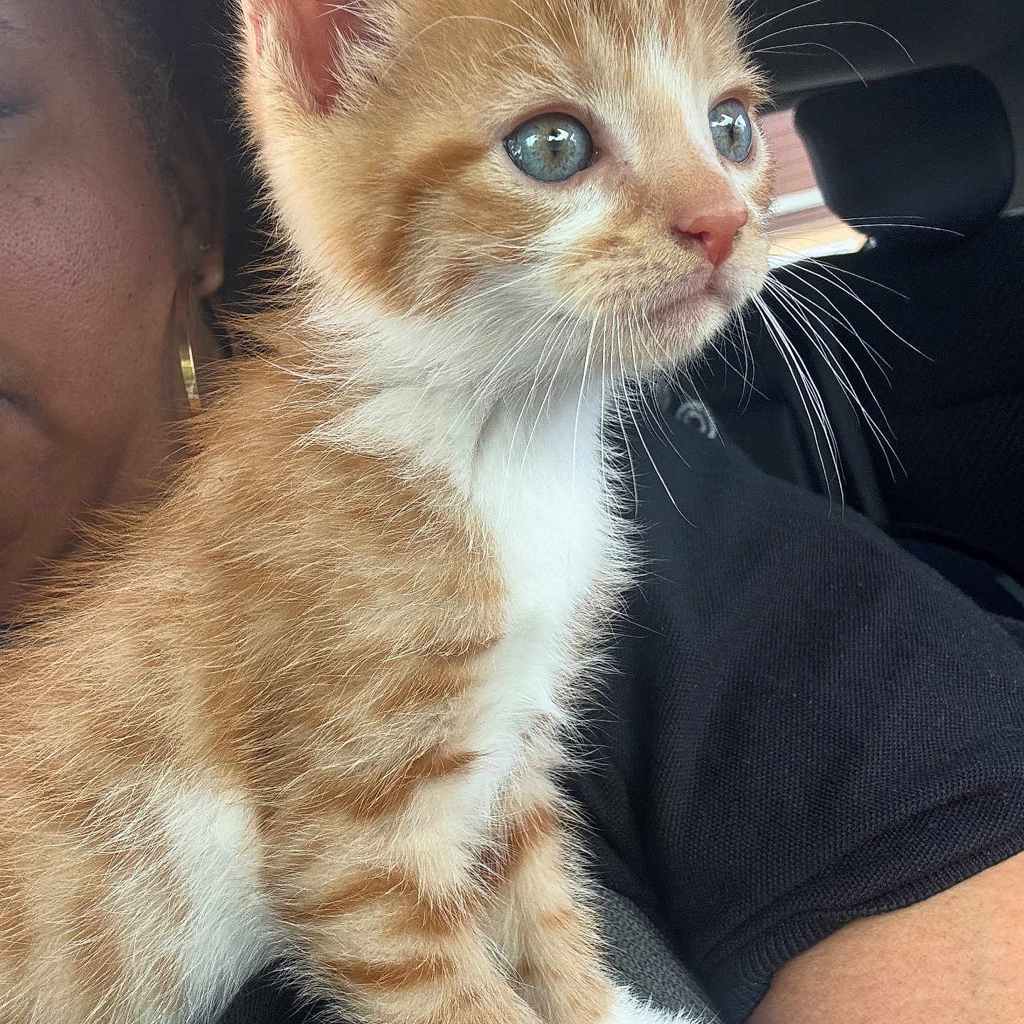 Nugget joined the competition — help win amazing prizes! animal, arm, black_clothing, blue_eyes, car_interior, cat, closeup, cute, domestic_animal, feline, indoor, kitten, orange_tabby, person, pet, portrait, seat, whiskers, white_paws, window