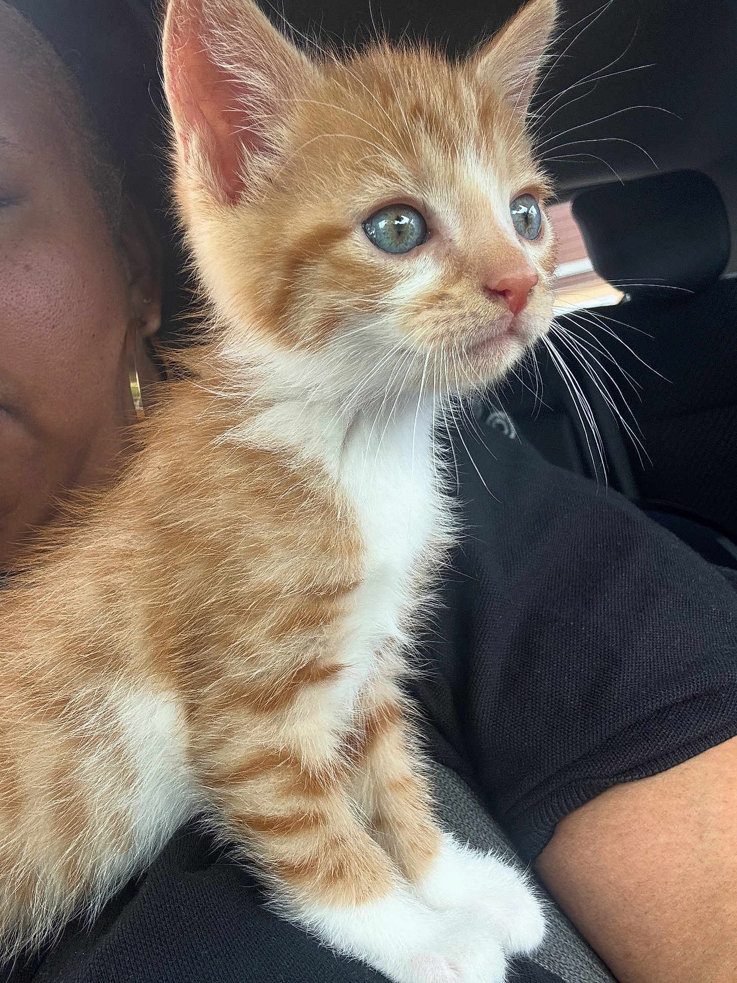Nugget joined the competition — help win amazing prizes! kitten, cat, orange_tabby, white_paws, blue_eyes, whiskers, person, arm, black_clothing, car_interior, seat, window, closeup, pet, feline, cute, domestic_animal, indoor, portrait, animal