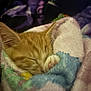 Nugget is registered to the contest to win money with this photo: kitten, cat, sleeping, orange_tabby, blanket, cozy, fur, pet, animal, cute, soft, warm, resting, closeup, indoor, paw, snuggled, comfort, peaceful, young