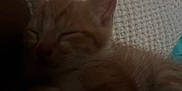 Nugget is registered to the contest to win money with this photo: kitten, cat, sleeping, orange_tabby, closeup, blanket, texture, feline, pet, cozy, indoor, soft, fur, whiskers, animal, cute, resting, nap, young, warm