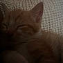kitten, cat, sleeping, orange_tabby, closeup, blanket, texture, feline, pet, cozy, indoor, soft, fur, whiskers, animal, cute, resting, nap, young, warm