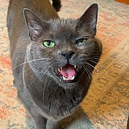 Mitten is registered to the contest to win money with this photo: cat, gray_cat, green_eyes, indoor, carpet, pet, feline, whiskers, mouth_open, fur, animal, close_up, cute, domestic_cat, standing, ears, tail, floor, home, expression