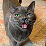 cat, gray_cat, green_eyes, indoor, carpet, pet, feline, whiskers, mouth_open, fur, animal, close_up, cute, domestic_cat, standing, ears, tail, floor, home, expression