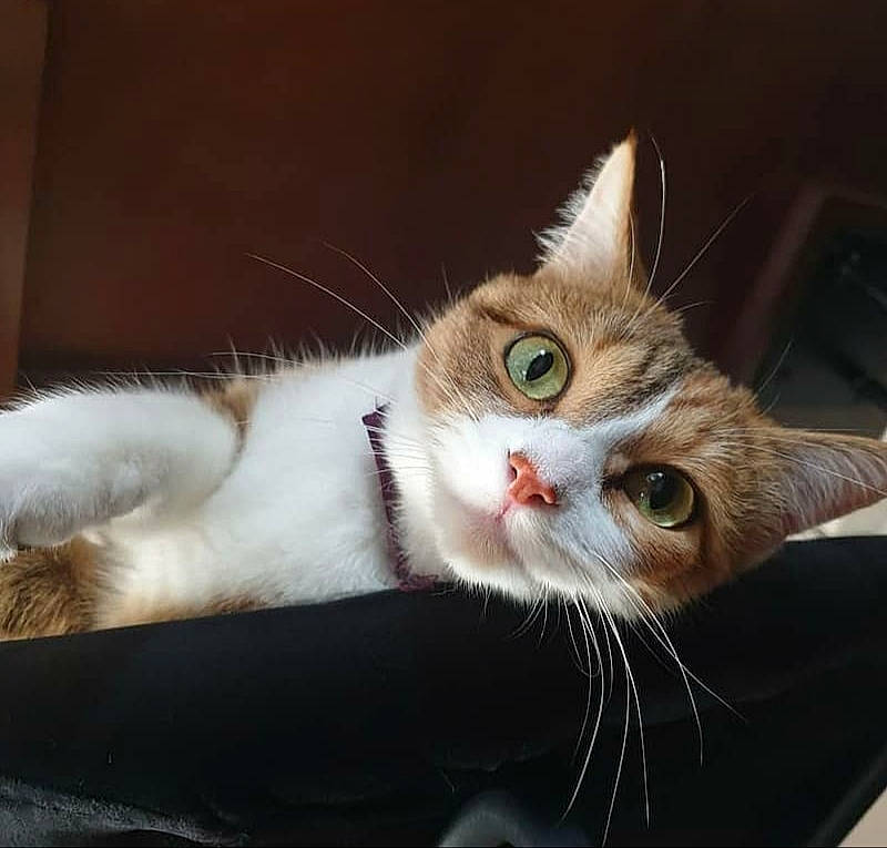 Olie a rejoint le concours — aidez-le/la à gagner de superbes lots ! aegean_cat, american_wirehair, asian, carnivore, cat, domestic_short_haired_cat, ear, european_shorthair, eye, felidae, fur, kitten, mammal, nose, polydactyl_cat, small_to_medium_sized_cats, snout, tabby_cat, turkish_van, whiskers