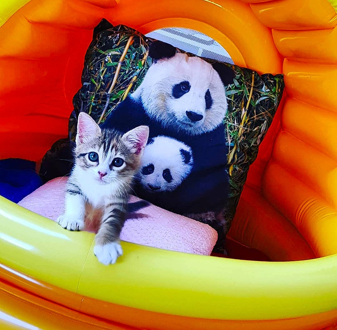 Olie a rejoint le concours — aidez-le/la à gagner de superbes lots ! asian, carnivore, cat, domestic_short_haired_cat, felidae, games, inflatable, kitten, play, small_to_medium_sized_cats, whiskers