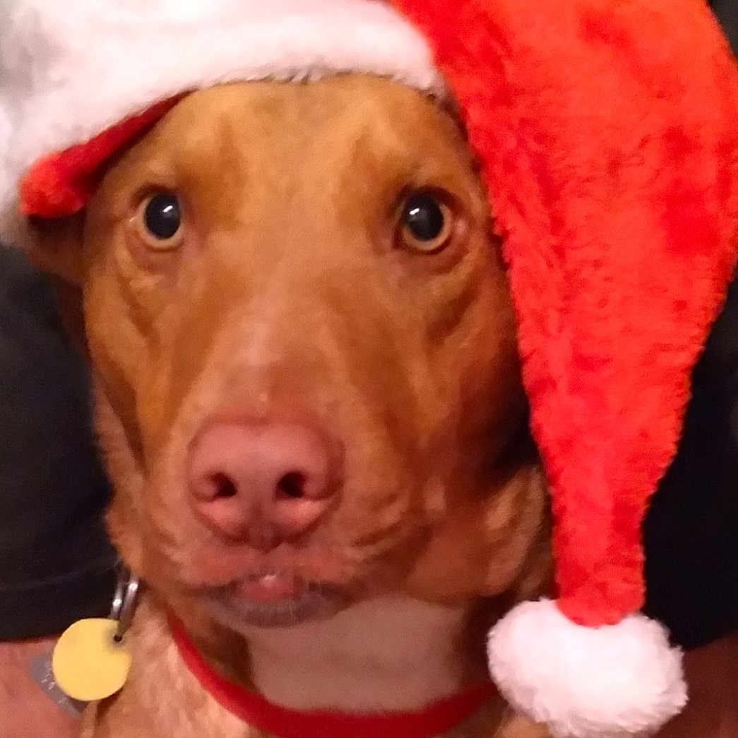 Cooper is registered to the contest to win money with this photo: canidae, carnivore, collar, companion_dog, costume_hat, dog, dog_breed, dog_clothes, dog_collar, dog_supply, ear, fawn, fur, hat, liver, nose, snout, sporting_group, whiskers, working_animal