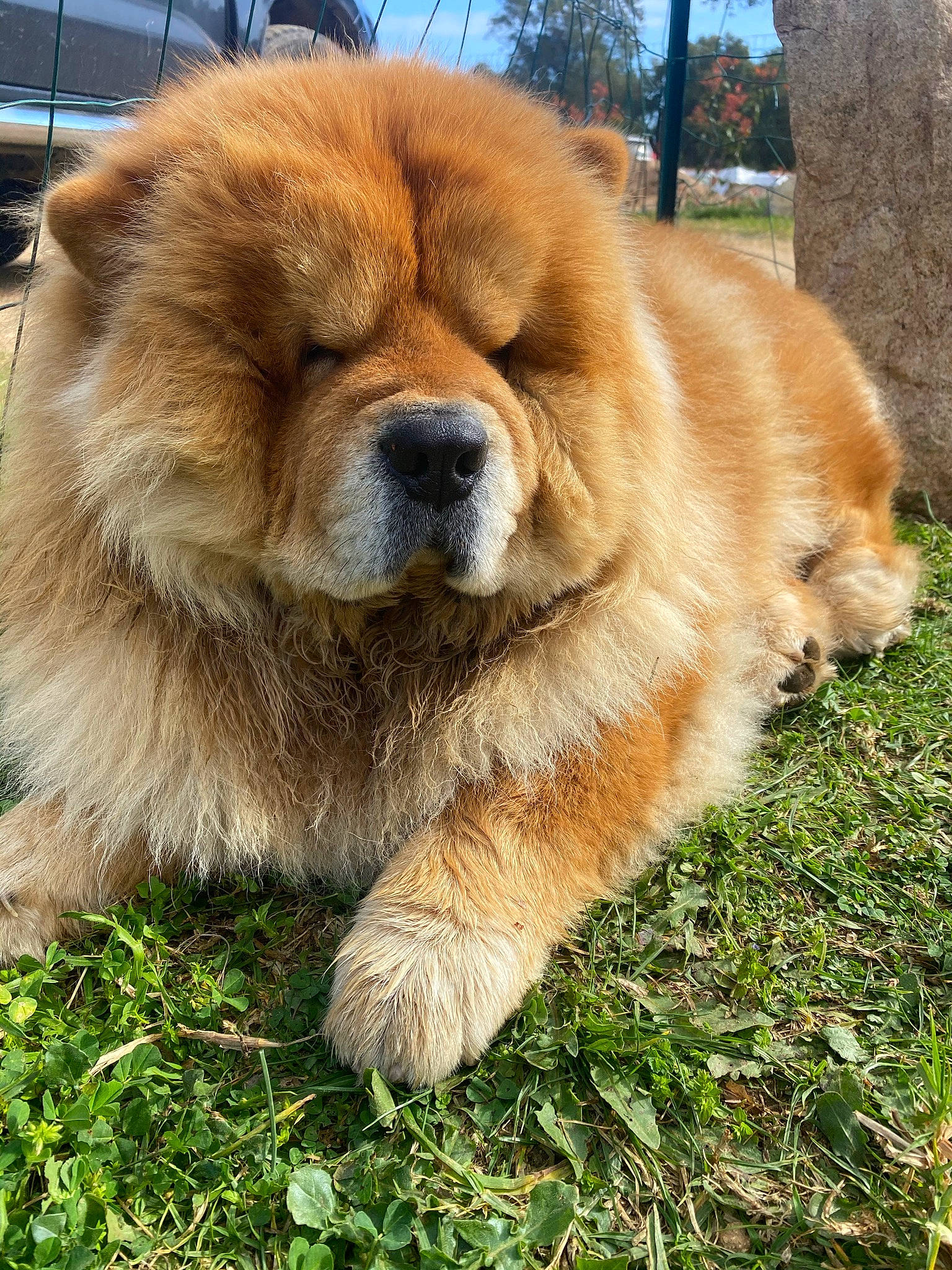 Oakley a rejoint le concours — aidez-le/la à gagner de superbes lots ! ancient_dog_breeds, canidae, carnivore, chow_chow, companion_dog, dog, dog_breed, fawn, fur, giant_dog_breed, grass, liver, sky, snout, sporting_group, terrestrial_animal, tibetan_mastiff, tree, whiskers, working_animal