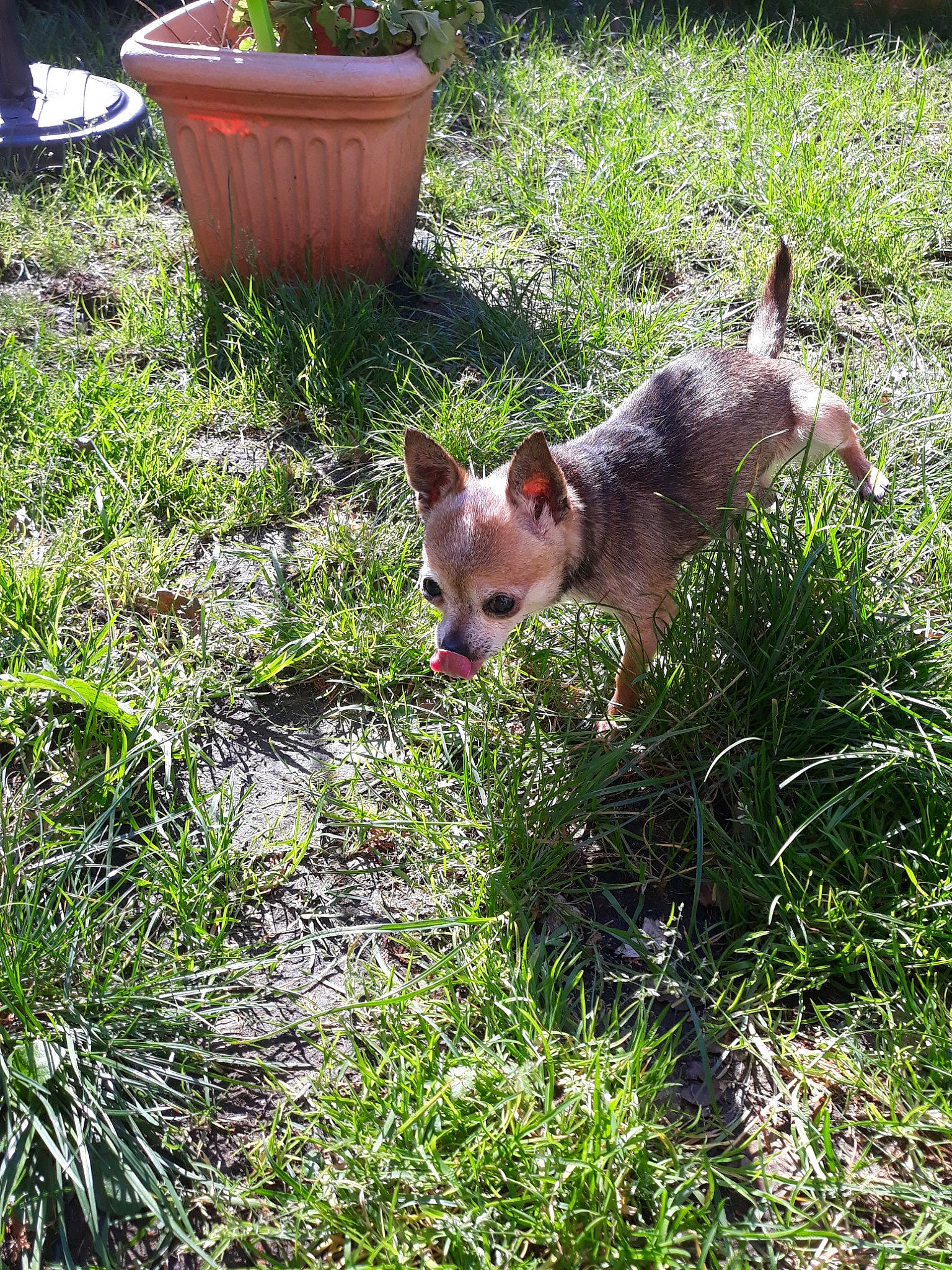 Kiki a rejoint le concours — aidez-le/la à gagner de superbes lots ! canidae, carnivore, dog, dog_breed, fawn, grass, mammal, plant, vertebrate