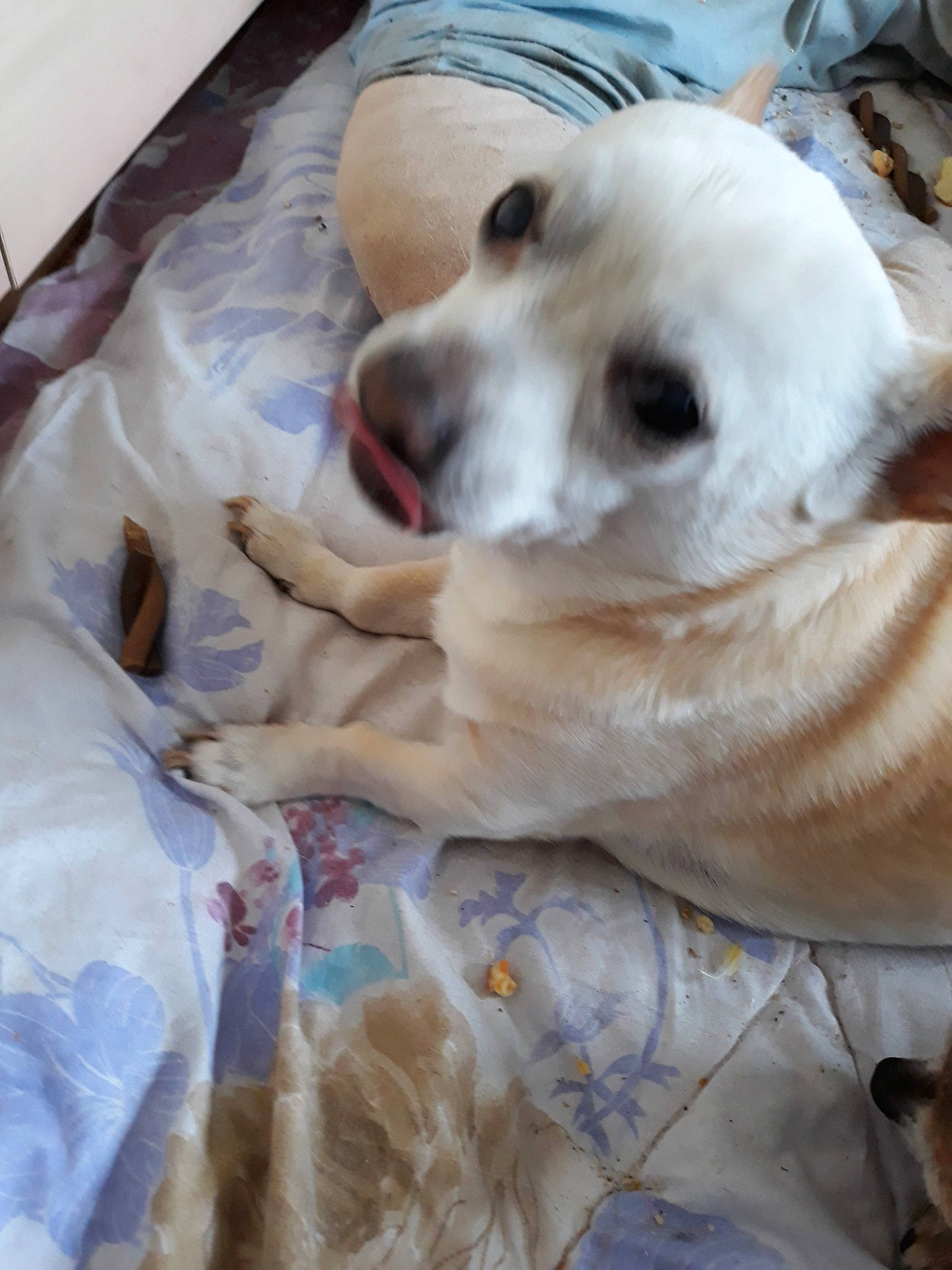 Kiki a rejoint le concours — aidez-le/la à gagner de superbes lots ! akbash_dog, canidae, carnivore, companion_dog, dog, dog_breed, labrador_retriever, nose, puppy, puppy_love, retriever, snout, sporting_group