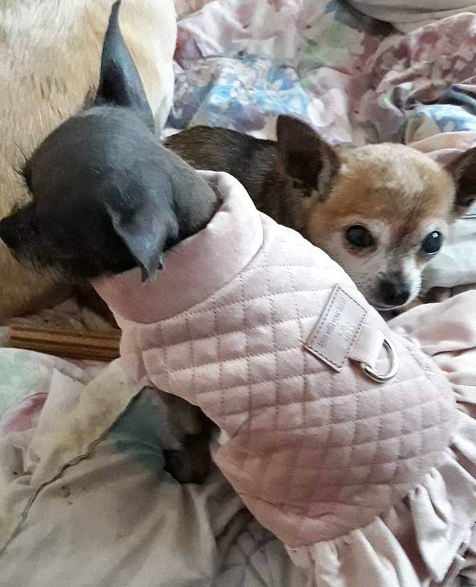 Kiki a rejoint le concours — aidez-le/la à gagner de superbes lots ! american_hairless_terrier, canidae, carnivore, chihuahua, companion_dog, corgi_chihuahua, dog, dog_breed, dog_clothes, fawn, mammal, puppy, snout, toy_dog, toy_fox_terrier, vertebrate